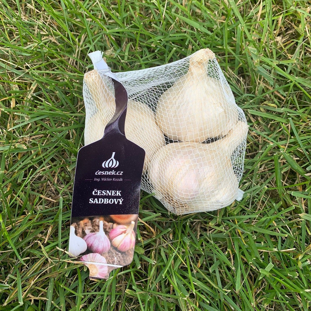 Sadbový česnek Japo II - Allium sativum - nepaličák - prodej cibulí česneku - 1 balení