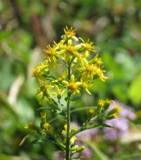 Zlatobýl obecný - Solidago virgaurea - prodej semen - 20 ks