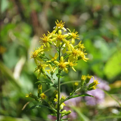 Zlatobýl obecný - Solidago virgaurea - prodej semen - 20 ks