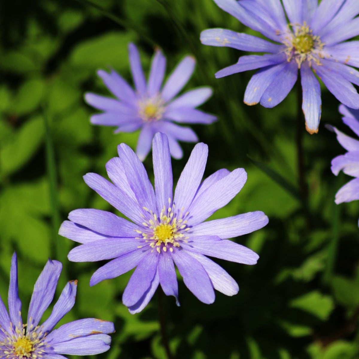 Sasanka Blue Shades - Anemone blanda - prodej cibulovin - 3 ks