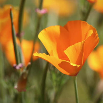 Sluncovka kalifornská oranžová - Eschscholzia californica - prodej semen - 200 ks