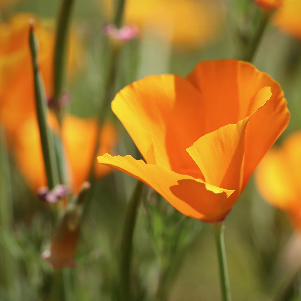 Sluncovka kalifornská oranžová - Eschscholzia californica - prodej semen - 200 ks