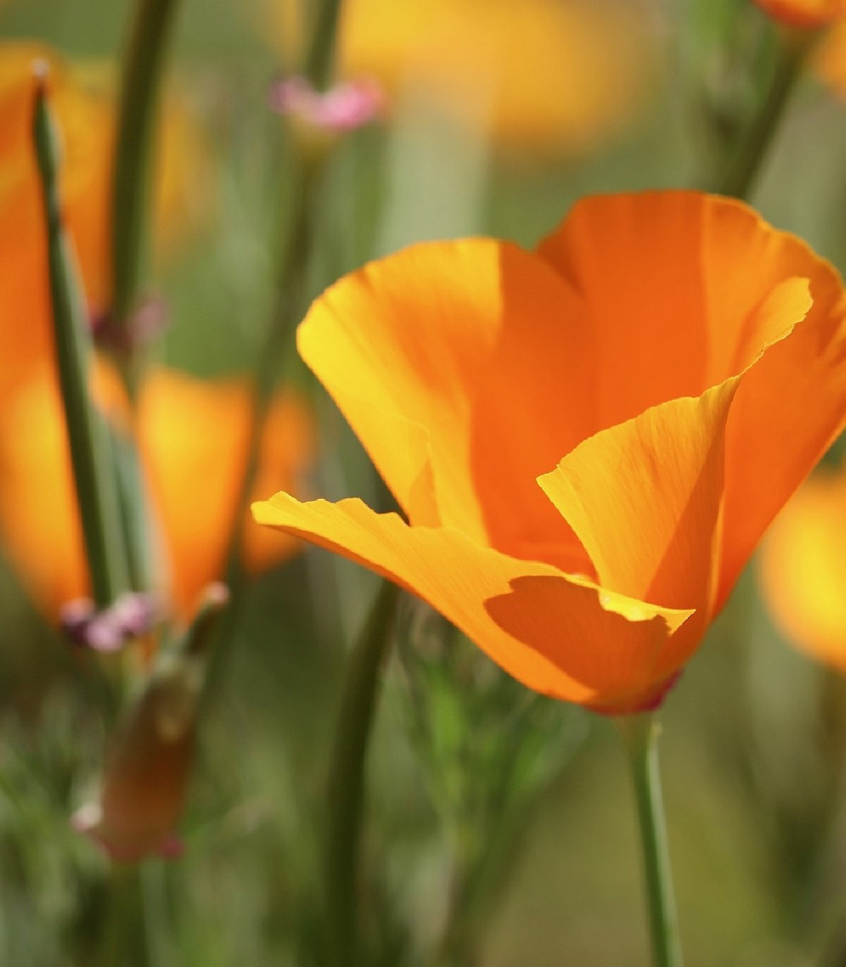 Sluncovka kalifornská oranžová - Eschscholzia californica - prodej semen - 450 ks