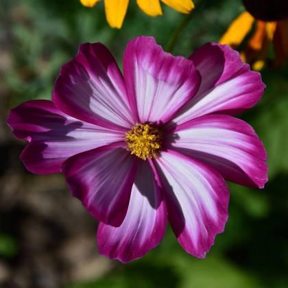 Krásenka zpeřená Fizzy Rose - Cosmos bipinnatus - prodej semen - 80 ks