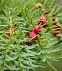 Tis červený - Taxus baccata - prodej semen - 5 ks