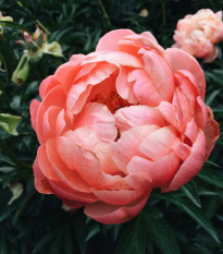 Pivoňka Coral Sunset - Paeonia lactiflora - prodej cibulovin - 1 ks