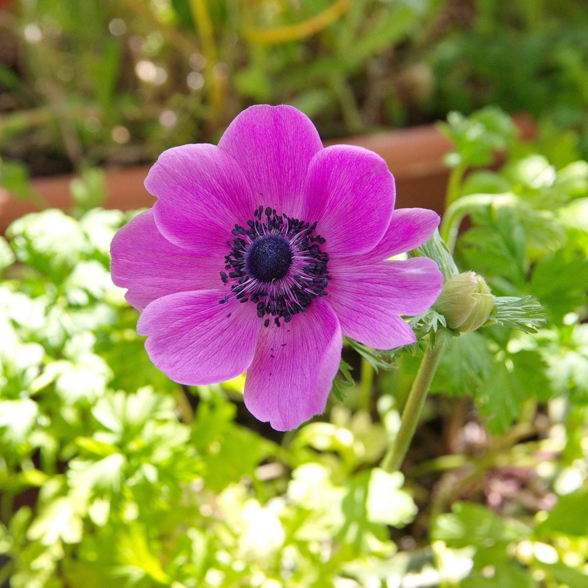 Sasanka Sylphide - Anemone sylphide - prodej cibulovin - 3 ks