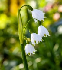 Bledule letní Giant - Leucojum aestivum - prodej cibulovin - 2 ks