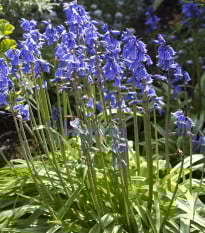 Hyacintovec španělský modrý - Hyacinthoides hispanica - prodej cibulovin - 5 ks