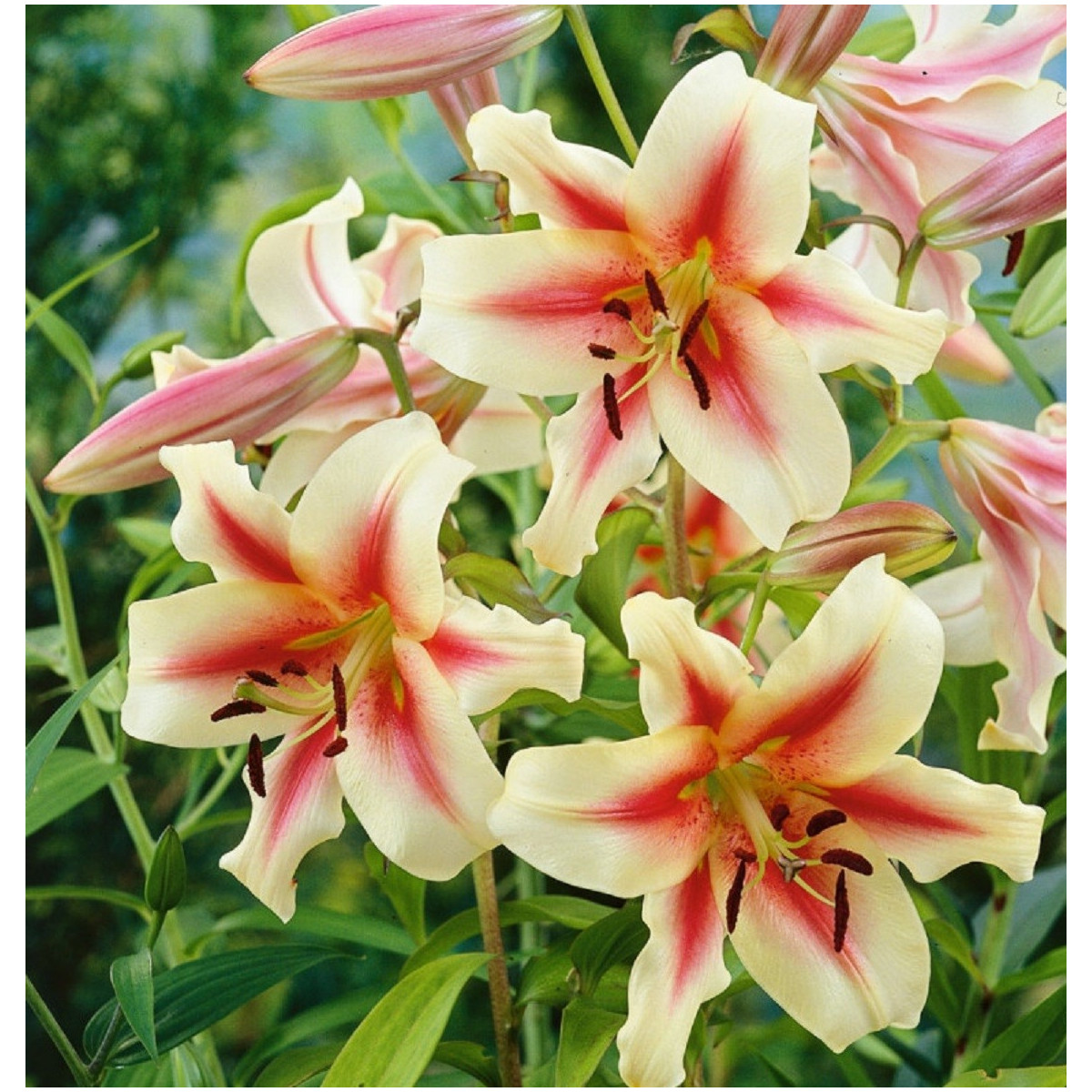 Lilie Lavon - Lilium - prodej cibulovin - 1 ks
