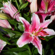 Lilie Garden Pleasure - Lilium x hybridum - prodej cibulovin - 1 ks