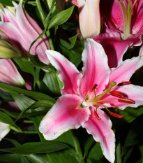 Lilie Garden Pleasure - Lilium x hybridum - prodej cibulovin - 1 ks