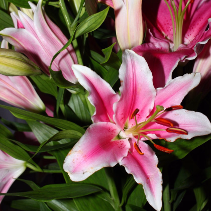 Lilie Garden Pleasure - Lilium x hybridum - prodej cibulovin - 1 ks