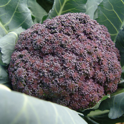 Brokolice Miranda - Brassica oleracea - prodej semen - 30 ks