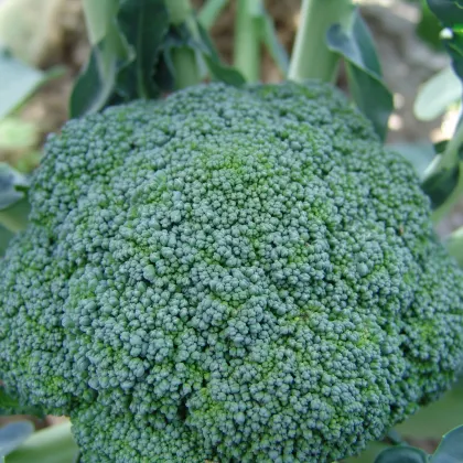 Brokolice Limba - Brassica oleracea - prodej semen - 50 ks