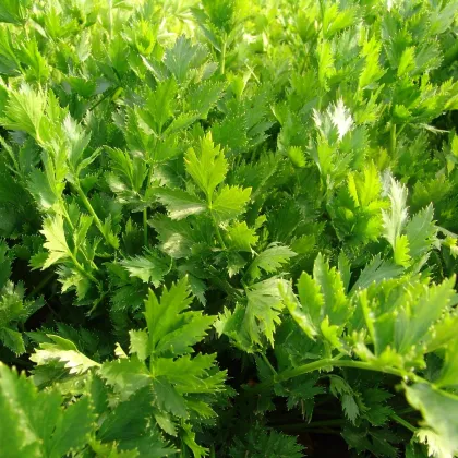 Celer listový jemný - Apium graveolens - prodej semen - 0,5 g
