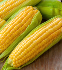 Kukuřice Andrea F1 - Zea mays - prodej semen - 16 ks