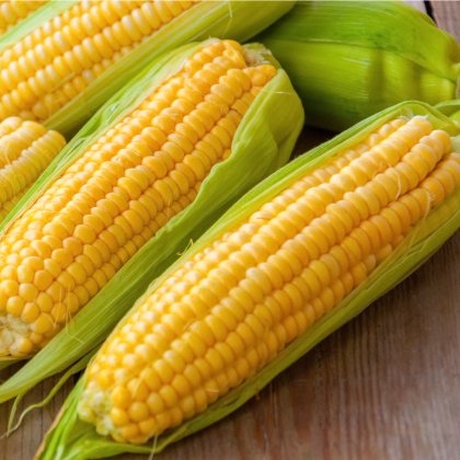 Kukuřice Andrea F1 - Zea mays - prodej semen - 16 ks