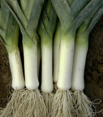 Pór zimní Winner - Allium porrum - prodej semen - 300 ks