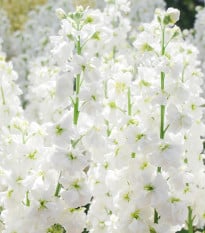 Fiala letní Anytime White - Matthiola incana - prodej semen - 60 ks