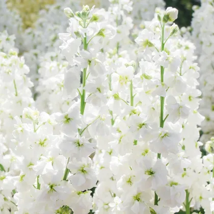 Fiala letní Anytime White - Matthiola incana - prodej semen - 60 ks