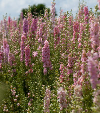 Stračka Qis Rose - Delphinium consolida - prodej semen - 100 ks