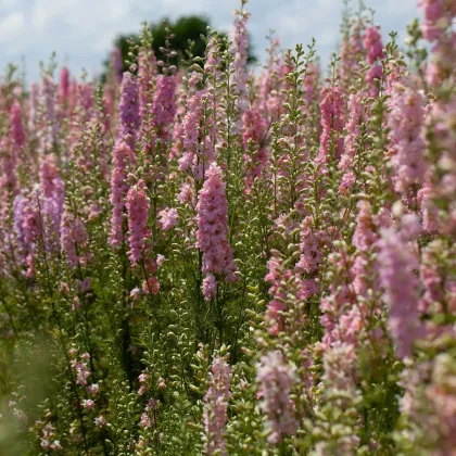 Stračka Qis Rose - Delphinium consolida - prodej semen - 100 ks