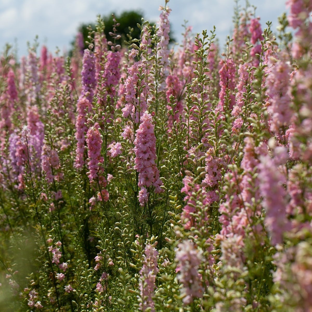 Stračka Qis Rose - Delphinium consolida - prodej semen - 100 ks