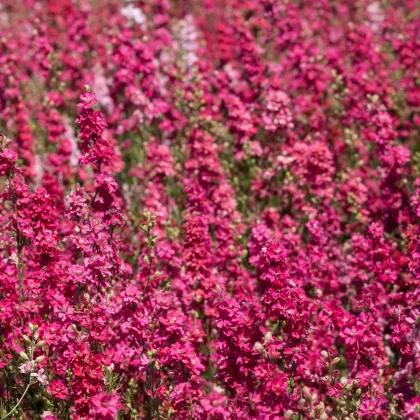 Stračka Carmine King - Delphinium consolida imperialis - prodej semen - 100 ks