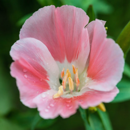 Zářivka velkokvětá Aurora - Godetia amoena - prodej semen - 0,1 g