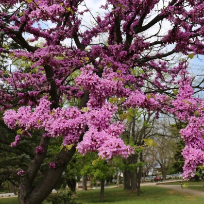 Zmarlika Jidášova - Cercis siliquastrum - prodej semen - 6 ks