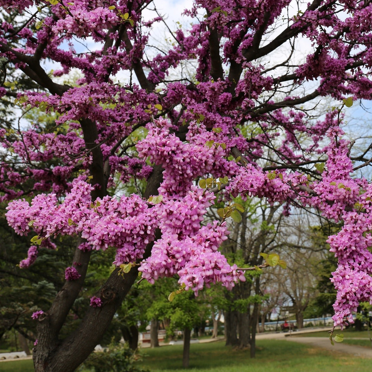 Zmarlika Jidášova - Cercis siliquastrum - prodej semen - 6 ks