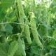 Hrách cukrový Ambrosia - Pisum sativum - prodej semen - 50 ks