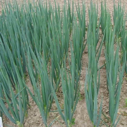 Cibule sečka Entita - Allium fistulosum - prodej semen - 0,4 g