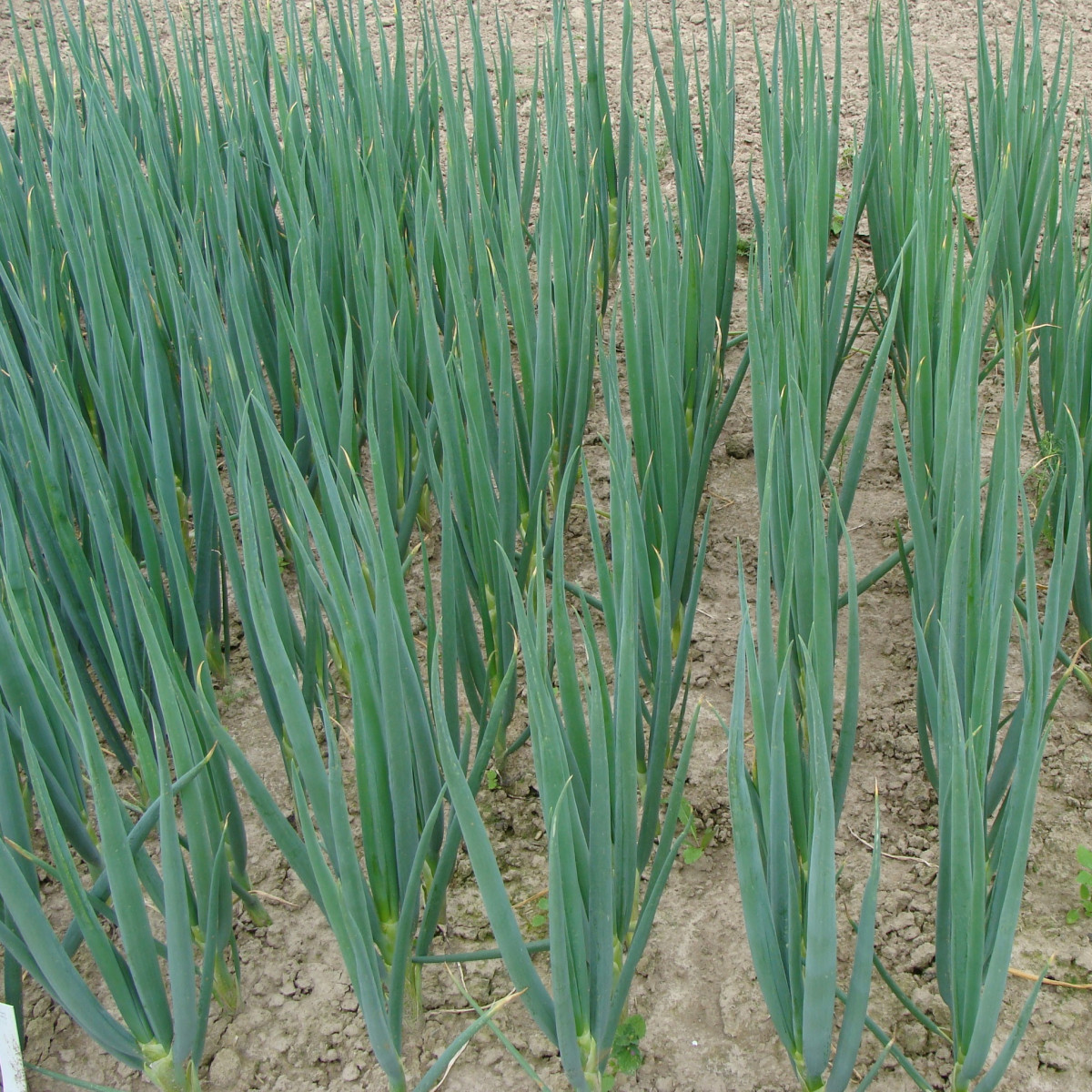 Cibule sečka Entita - Allium fistulosum - prodej semen - 0,4 g