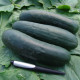 Okurka Jogger F1 - Cucumis sativus - prodej semen - 12 ks