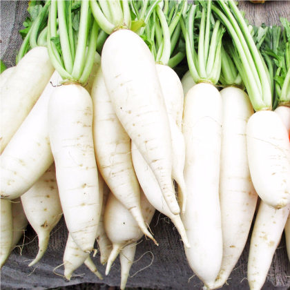 Ředkvička Rampouch - Raphanus sativus - prodej semen - 100 ks