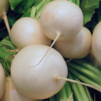 Ředkvička Albena - Raphanus sativus - prodej semen - 300 ks