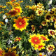 Krásnoočko Incredible Dwarf Mix - Coreopsis hybrida - prodej semen - 200 ks