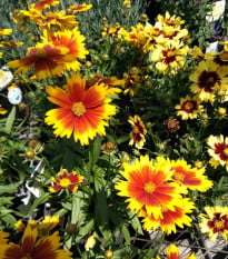 Krásnoočko Incredible Dwarf Mix - Coreopsis hybrida - prodej semen - 200 ks