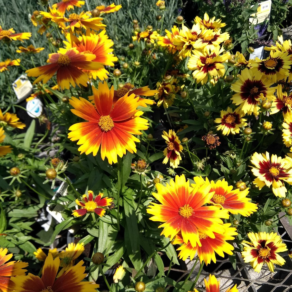 Krásnoočko Incredible Dwarf Mix - Coreopsis hybrida - prodej semen - 200 ks