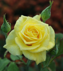 Růže keřová velkokvětá King Ransom - Rosa - prodej prostokořenných sazenic růží - 1 ks