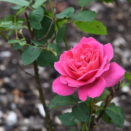 Růže keřová mnohokvětá Pink Peace - Rosa - prodej prostokořenných sazenic růží - 1 ks