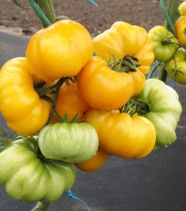 Rajče Yellowstone - Solanum lycopersicum - prodej semen - 15 ks