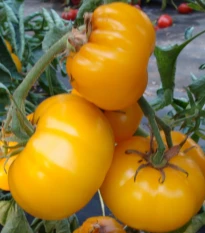 Rajče Yellowstone - Solanum lycopersicum - prodej semen - 15 ks