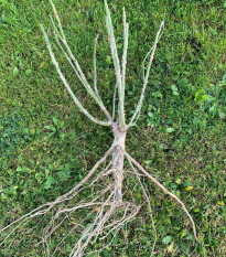 Růže keřová velkokvětá King Ransom - Rosa - prodej prostokořenných sazenic růží - 1 ks