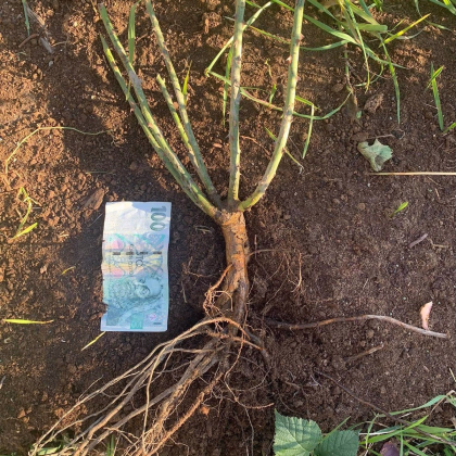 Růže keřová půdokryvná The white fairy - Rosa - prodej prostokořenných sazenic růží - 1 ks