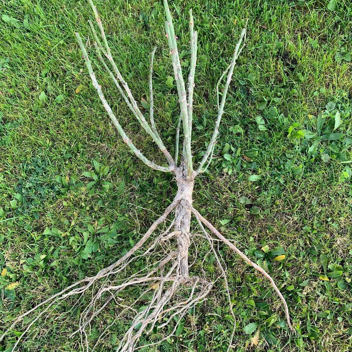 Růže mnohokvětá Novalis - Kordes - Rosa - prodej prostokořenných sazenic růží - 1 ks