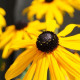 Třapatka srstnatá - Rudbeckia hirta - prodej semen - 400 ks