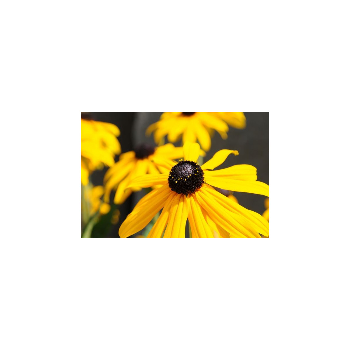 Třapatka srstnatá - Rudbeckia hirta - prodej semen - 400 ks